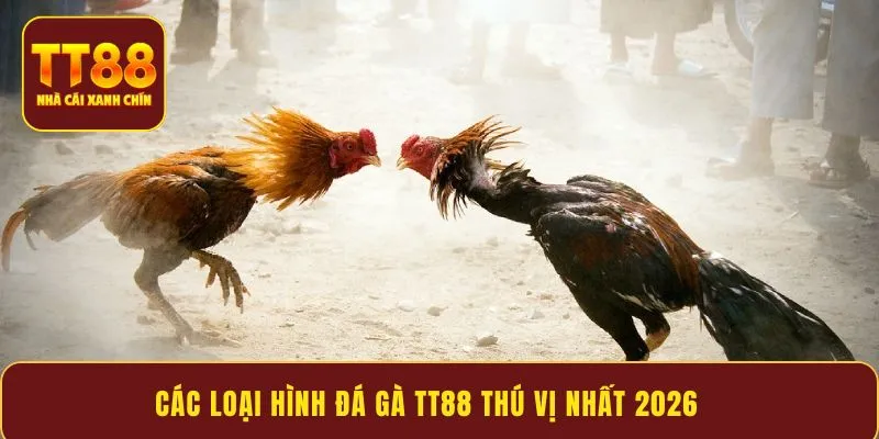 Các loại hình đá gà TT88 thú vị nhất 2026